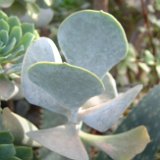 Cotyledon orbiculata var. ©JL Dscf4608.jpg